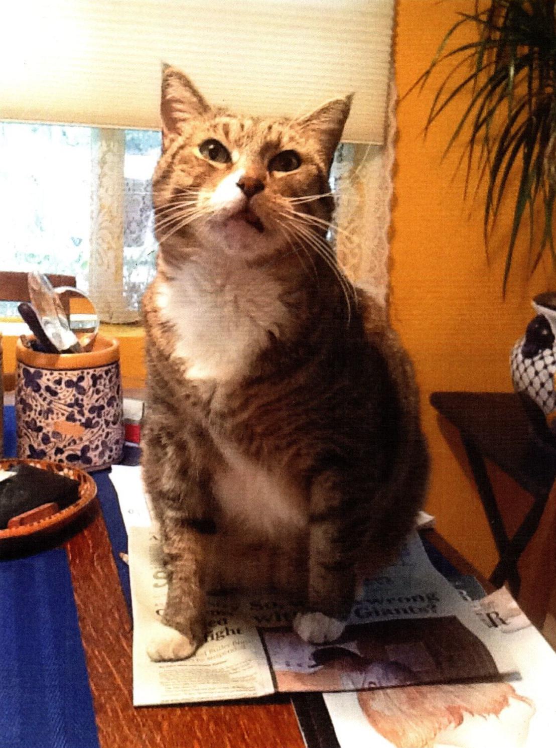 Pic of the Litter: Jimmy
